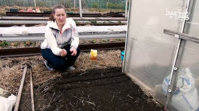 Фиолетовую морковь сеем вместе с ранней. Посадка моркови весной смотреть онлайн