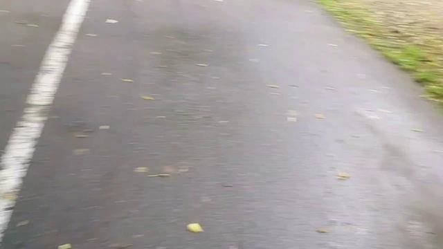 Заводить или нет самоедскую собаку в квартире