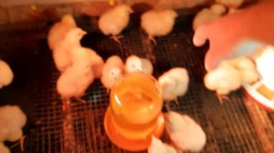 Четвёртые сутки цыплят бройлера.Вес бройлера  на четвертые сутки.