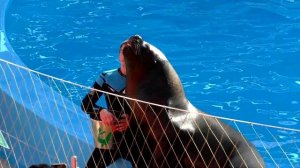 Обзор СОЧИ ПАРК 2022 | Дельфинарий, аттракционы