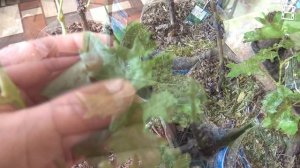 ВЫРАЩИВАНИЕ, ВЕГЕТИРУЮЩИХ САЖЕНЦЕВ ВИНОГРАДА В ДОМАШНИХ УСЛОВИЯХ. СЕВЕРНЫЙ ВИНОГРАДНИК 4-21