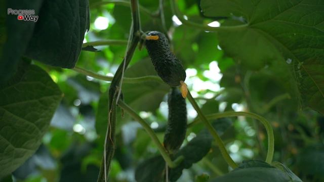 ЛОЖКА ЭТОГО ЗАМЕНИТ ВСЕ УДОБРЕНИЯ ПОД ОГУРЦЫ! смотреть онлайн