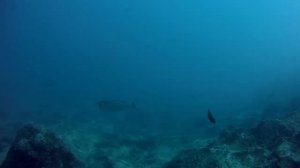 Подводный мир, Сейшельские острова.