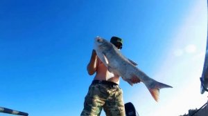 Толстолобик на 15кг