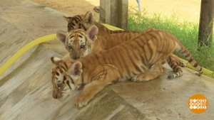 Редкие тигрята. Доброе утро. Фрагмент выпуска от 11.11.2022
