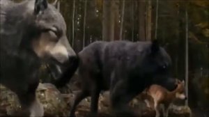 Клип про волков
