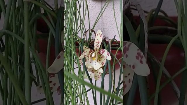 Scuticaria steelei + Rhipsalis cf. baccifera