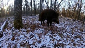 ПУТЬ В ОХОТУ. Собаки, камеры и кабаны
