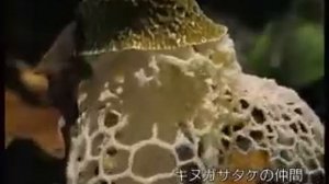 Как растут грибы