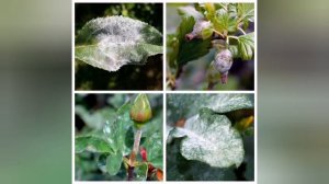 ФУНГИЦИДЫ для обработок сада.