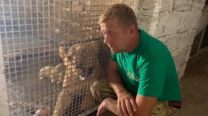 ЗНАМЕНИТАЯ ЛЬВИЦА  Лола родила красивых львят от белого льва, а у стаи гамадрил появился пастух!