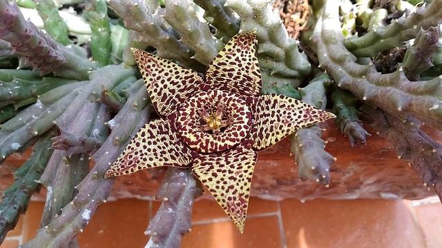 Stapelia variegata (Orbea ) смотреть онлайн