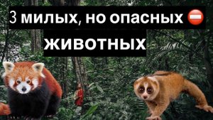 3 Милых и красивых, но очень опасных животных