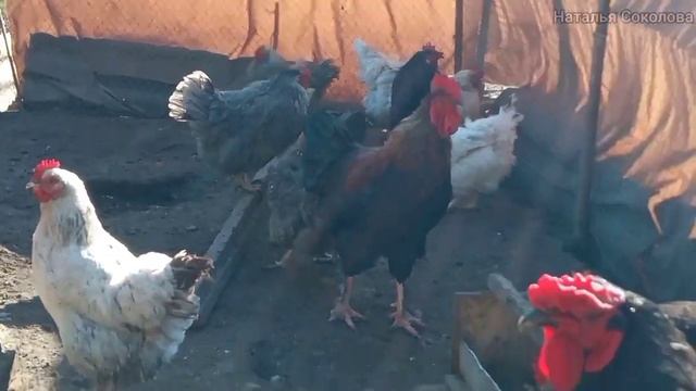 Переселила кур и уток. А петух не выдержал конкуренции)) Подготавливаю курятник для цыплят смотреть онлайн