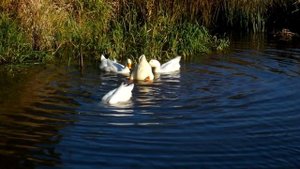 Про уток на пруду