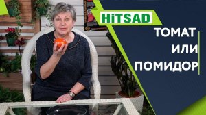 НЕ ПЕРЕПУТАЙТЕ ТОМАТ И ПОМИДОР В ЧЁМ РАЗНИЦА