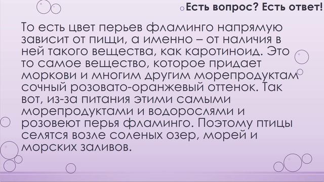 Почему фламинго розовые? [153] смотреть онлайн