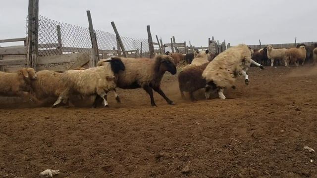 Откорм ягнят ,результат смотреть онлайн
