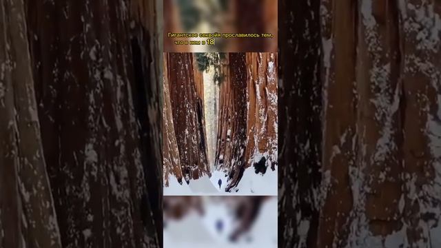 ? Национальный парк «Секвойя» (США)