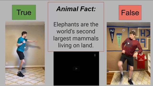 Kids Workout True or False? Animal Facts 2 смотреть онлайн