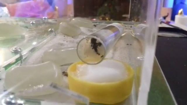 Муравьи говорят привет:))) смотреть онлайн