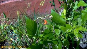 ФАСОЛЬ ВЬЮЩАЯСЯ неподвязанная и СОЛНЕЧНЫЙ ГИГАНТ