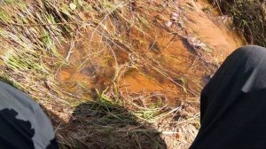 Ловлю рыбу руками.