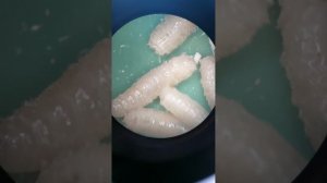 Личинка мухи под микроскопом Опарыш