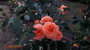 ✿➽ Новые розы в саду 2022 часть 4