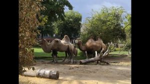 #Kölner #Zoo / #Кёльнский #зоопарк