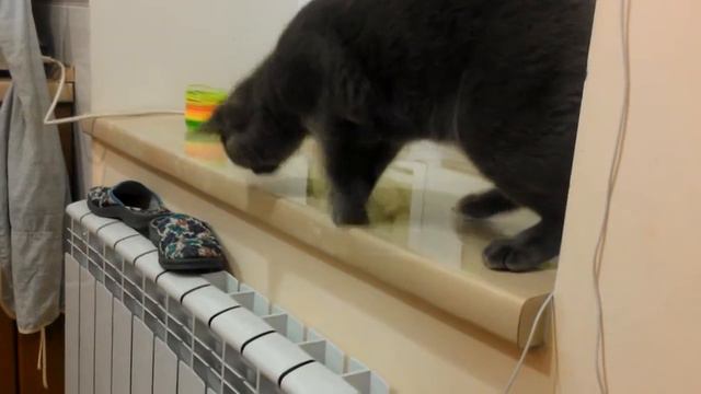 кот Томас боится тапок смотреть онлайн