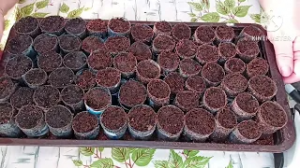 Сибирь. Сеем самосборные семена Бакопы в самодельные таблетки.