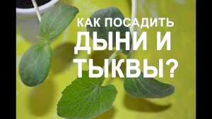 Как посадить дыни и тыквы из семян на рассаду? Как вырастить дыню? Как вырастить тыкву?