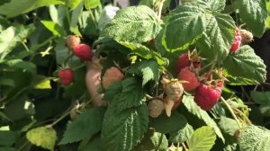 Малина «Награда» ? Урожайный сорт, особенности ухода