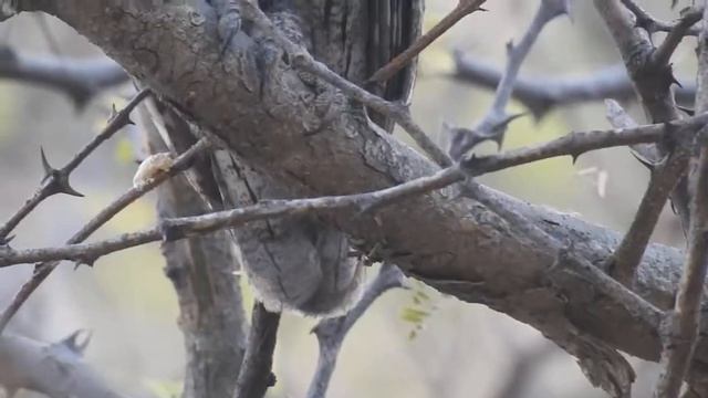 Eurasian scops owl (Otus scops) смотреть онлайн