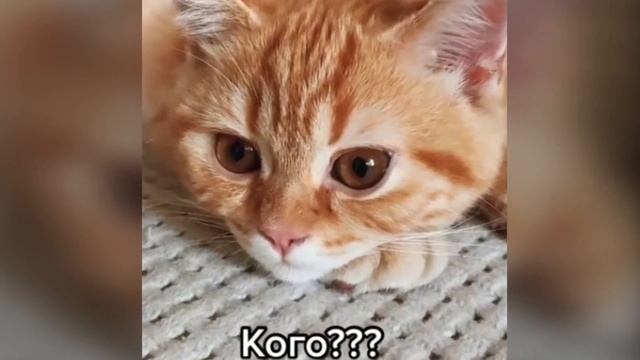 Хоть бы купила бы колбасу. Колбасу!!!
