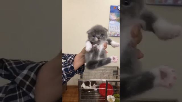 The Cutest Kitten in the world - Scottish Cat - Munchkin