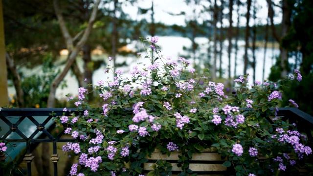 LADY CAMELLIA: KHI HOA TRÀ NỞ смотреть онлайн