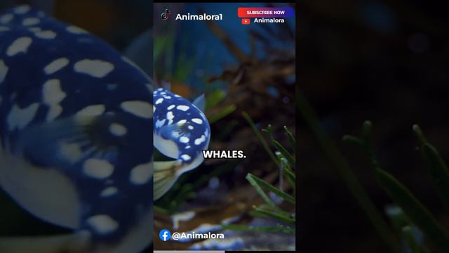 Discover the Fascinating World of Fish #animal #species #kingdom #nature #classification #fish смотреть онлайн