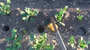 Подкормка картофеля в сдвоенных рядах. Уход за картофелем.  Шоковое окучивание картофеля.