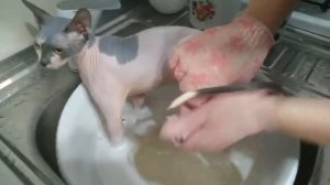 Купаем котёнка сфинкса.