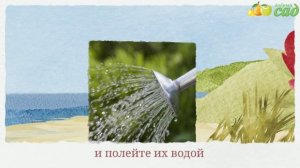 Посадка зверобоя - как правильно посадить зверобой