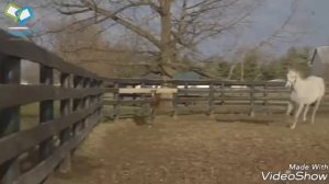 Клип про лошадей ( жеребёнок, белой лошади ребёнок)