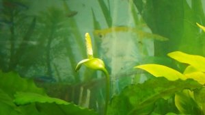 АНУБИАС ЦВЕТЕТ. ANUBIAS NANA.АКВАРИУМНЫЕ РАСТЕНИЯ