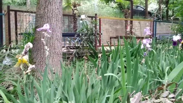 Майские необычные цветы... смотреть онлайн