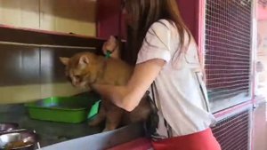 Делаю коту укол инсулина