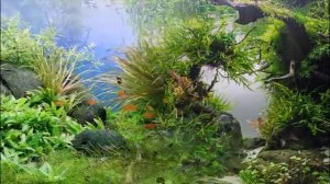 Дизайн аквариума-Aquarium design