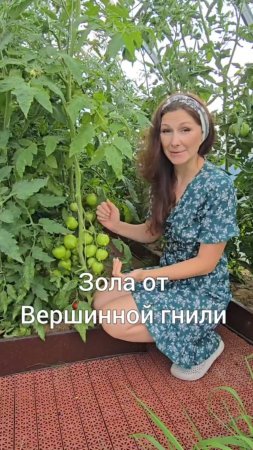 Зола от вершинной гнили