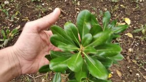 Питтоспорум (Смолосемянник) тобира (Pittosporum tobira) в Симферополе