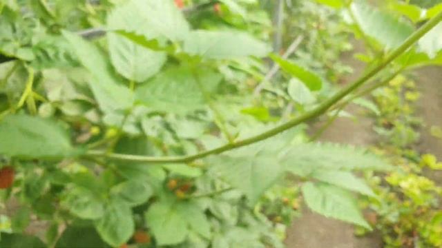 Это самый лучший сорт ремонтантной Ежевики.Очень крупная ягода.Сорт в который нельзя не влюбиться!! смотреть онлайн